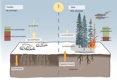 Sådan påvirker af træer i områder på høje breddegrader påvirker klimaet, både direkte og indirekte. På tundraen lagres det meste kulstof i jorden, mens en mindre del lagres i vegetation over jordoverfladen. Landskabet er dækket af sne, der reflekterer en stor mængde sollys tilbage i atmosfæren på grund af sin høje albedo. Når der plantes træer, forstyrres jorden og frigiver kulstof fra jorden, hvilket øger CO2-udledningen til atmosfæren. Derudover reducerer den mørkere overflade af træer solrefleksion, absorberer varme og varmer jorden op. Skiftet fra lagring af kulstof hovedsageligt under jordoverfladen til lagring i træer er mere sårbart over for forstyrrelser over tid, for eksempel over for naturbrande.