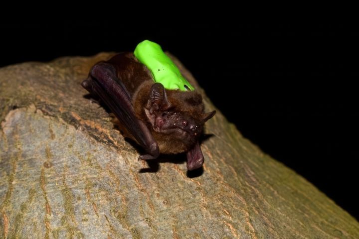 En brunflagermus sidder på en træstamme. Den har en neongrøn lille rygsæk på.
