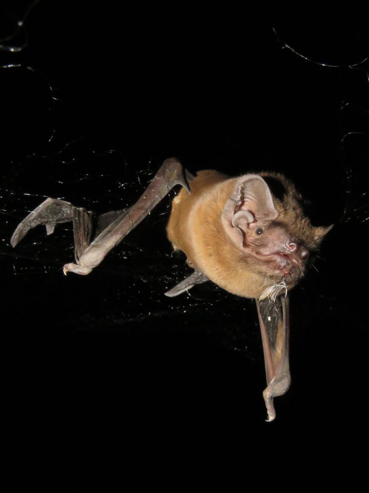 Billedet af flagermusen med blod og fuglefjer om munden passer godt til fortællingen om det, som forskere fra Aarhus og Sevilla nu har offentliggjort i Science.