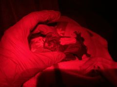 En frøædende flagermus med en biologger på ryggen er klar til at blive sluppet fri. Den er badet i det røde lys fra forskernes pandelamper.