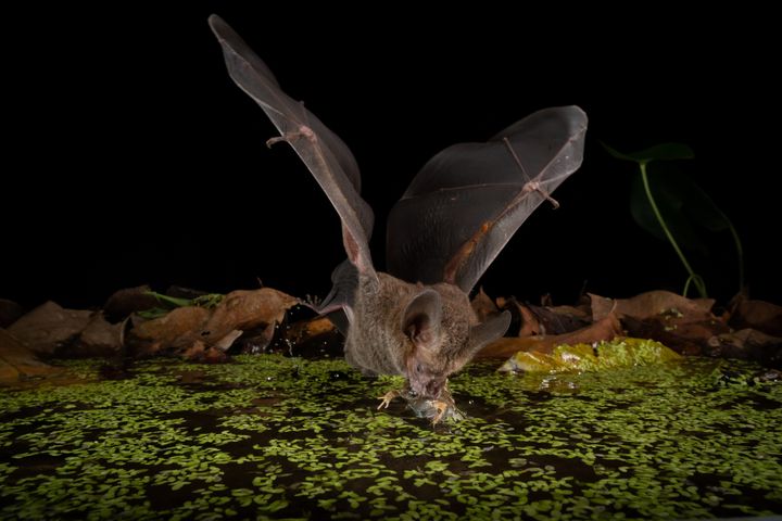 Den frøædende flagermus i gang med det, der har givet den sin danske betegnelse: Den fanger en frø i en dam.