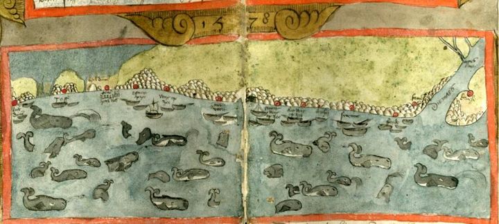 En tegning af kaskelothvaler i migration fra den hollandske kyst af den hollandske fiske-entusiast og amatørbiolog Aridiaen Coenen i 1500-tallet. Kobberstikket er et historisk vidnesbyrd på, at hvaler ikke var et særsyn i 1500-tallet.