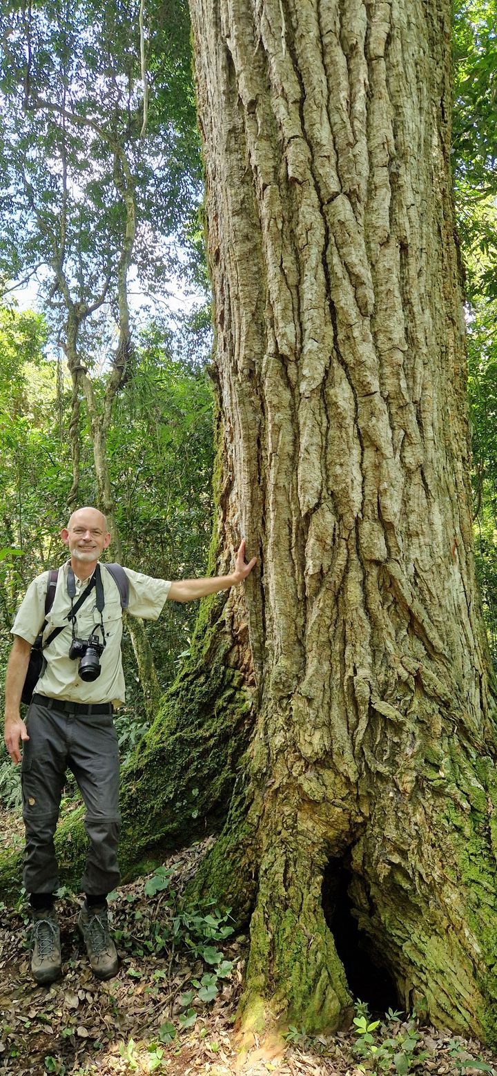 Professor Jens-Christian Svenning ved et aspidosperma polyneuron - et hårdt, langsomtvoksende træ, der kan blive op til 40 meter højt. Træet her står i Argentina, som Jens-Christian Svenning besøgte i november 2025.