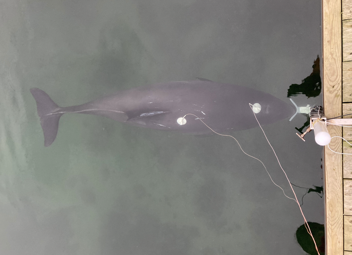 Marsvinet Freja, som svømmer i et indhegnet bassin i forsknings- og formidlingscenteret Fjord&Bælt i Kerteminde, har lagt ryg og hjerne til et nye forskningsstudie, som viser, at marsvin kan dæmpe støj for at beskytte deres ører.