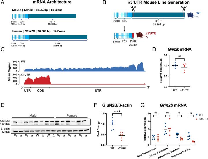 Sletning af Grin2b’s 3’UTR reducerer mængden af GluN2B-protein uden at ændre mRNA-niveauet. Samtidig forringes mRNA’ets evne til at blive oversat effektivt, hvilket viser, at 3’UTR er vigtig for proteinsyntese.