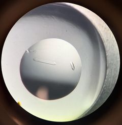 Lysmikroskopibillede af krystalliseret CHIP13-protein.