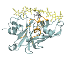 Rendering of CHIP13 structure (teal) with the bridge domain (orange), and long chitin fragments (yellow)