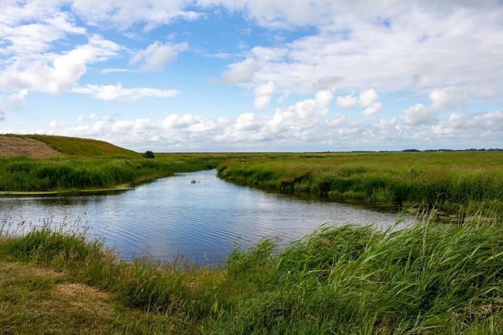 Genslyngning af åer har ikke den tiltænkte effekt på åernes biodiversitet og miljøtilstand som EU’s miljømål ellers sigter efter. Smådyr får det bedre, mens forbedringen for vandplanter er begrænset.