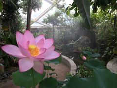 Lotusplanten i Tropehuset