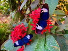 I Tropehuset kan man bl.a. opleve Heliconius-sommerfugle