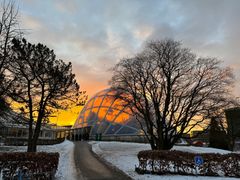 Morgensol over Væksthusene i sne. Foto: Trine Bjerre Mikkelsen og Science Museerne. Kan frit bruges til redaktionel omtale.