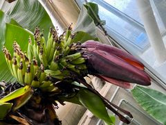 Bananplante i Væksthusene. Der findes mange forskellige slags bananer,. Det kan man høre mere om til en rundvisning.