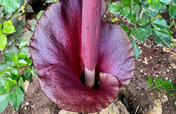 Penisplantens (Amorphophallus konjac) lugt er en af de værste i planteriget. Til "Smag på verden i Aarhus" kan man gribe muligheden og smage på dens rod.