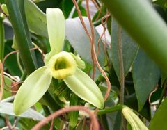 Til julerundvisningerne kan man rejse hen, hvor den ægte vanilje gror og høre om de spændende planter vi bruger til en dansk jul. Foto: Science Museerne, Aarhus Universitet