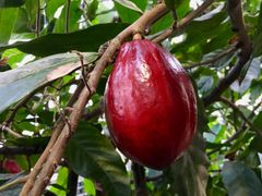 Kakao kaldes også gudernes føde. Men frøene fra kakaofrugterne er dog slet ikke søde eller velsmagende, men ekstremt bitre. Derfor skal de fermenteres, tørres og ristes, før de smager godt. Hør mere om kakaotræet til Jul i Væksthusene.