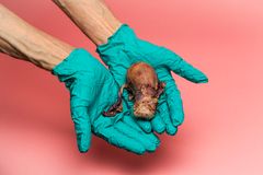 I udstillingen Den oversete krop - blod, bryster og ulighed kan man opleve en ægte livmoder, doneret af en kvinde med endometriose.
