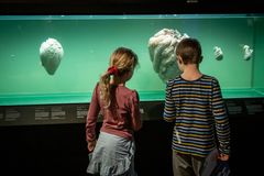 Små og store besøgende kan gå på opdagelse i Steno Museets udstillinger og bl.a. opleve verdens nok eneste Hjerteakvarium.
