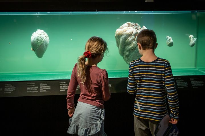 Små og store besøgende kan gå på opdagelse i Steno Museets udstillinger og bl.a. opleve verdens nok eneste Hjerteakvarium.