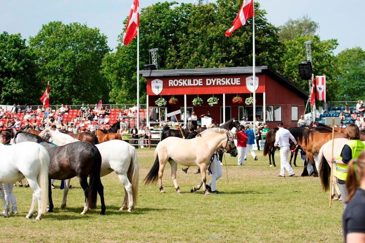 Roskilde Dyrskue bliver afholdt fra fredag 31. maj til søndag 2. juni. Foto: Roskilde Dyrskue