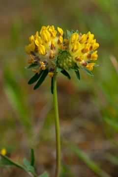 Rundbælg, Anthyllis vulneraria