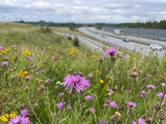 Eksempel på vejkant med hjemmehørende arter som blandet andet knopurt. Foto: Vejdirektoratet