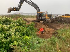 Håndtering af pileurt langs E45 ved Aarhus - tiltag om bekæmpelse af invasive arter