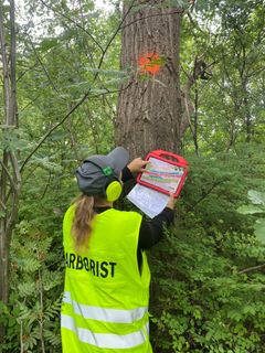 Træerne er blevet gennemgået af specialister fra TræEnighed. Foto: Vejdirektoratet