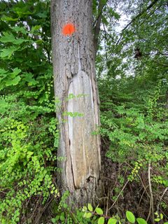 Eksempel på risikotræ med skader. Foto: Vejdirektoratet