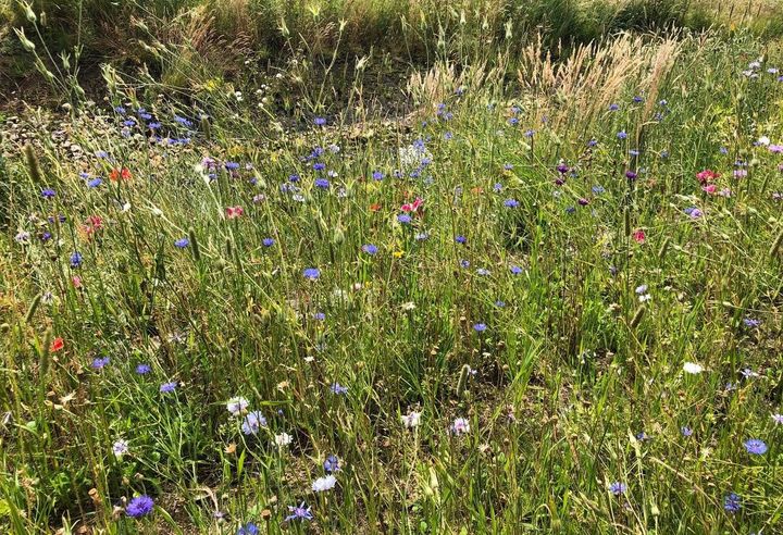 Vejdirektoratet søger entreprenører til etablering af erstatningsnatur i forbindelse med anlæg af den 3. Limfjordsforbindelse. Foto: Vejdirektoratet.