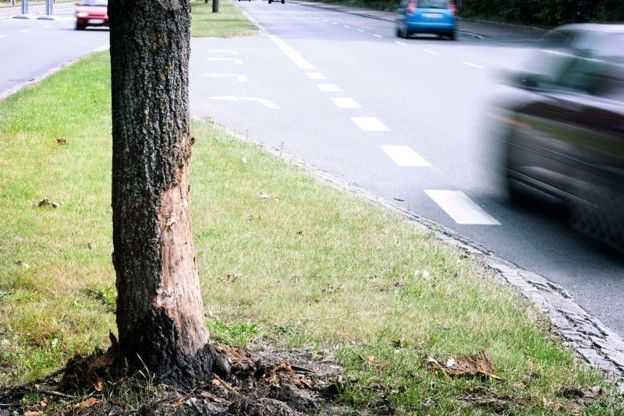 Billede af træ, som en bil har påkørt