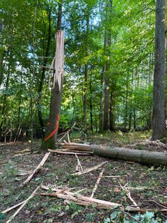 Træ i Bjergsted Skov efter sprænging. Det sprængte træ kan skabe levesteder for en lang række dyr. Foto: Vejdirektoratet