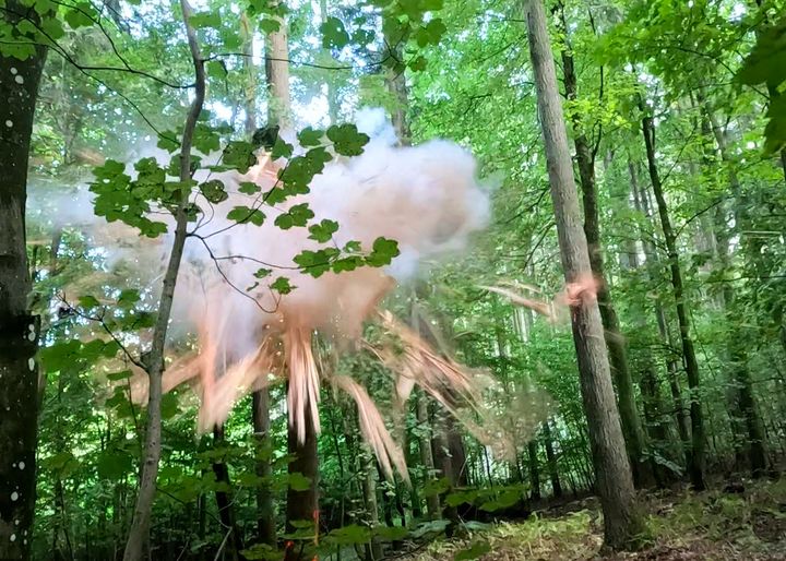 Sprængning af træ i Bjergsted Skov. Ved at sprænge træet efterlignes skader fra naturlige begivenheder som lynnedslag. Foto: Vejdirektoratet