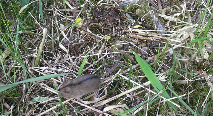 Birkemusen er et af Danmarks mest sjældne pattedyr og er som bilag IV-art strengt beskyttet efter bl.a. EU's habitatdirektiv.