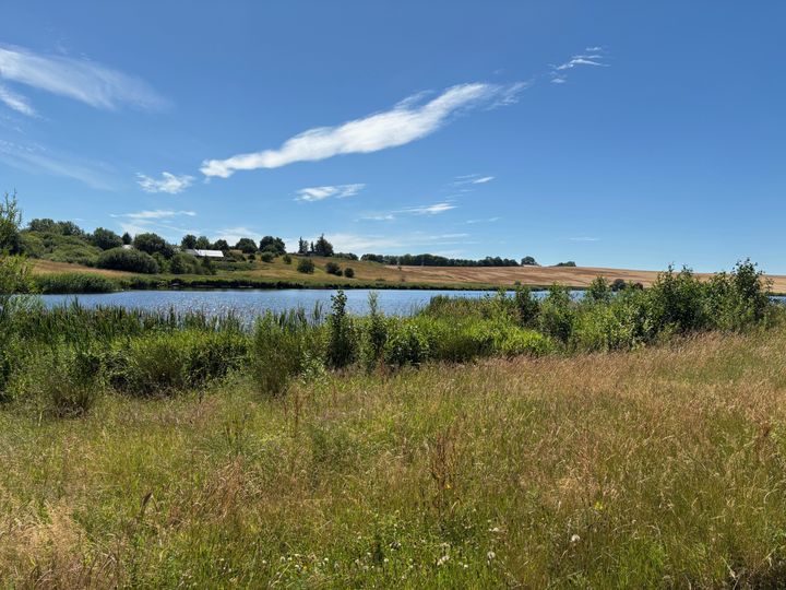 Som rådgiver er Sweco med i flere kommunale rammeaftaler om naturgenopretning, bl.a. vådområdet Gedved Sø i Horsens Kommune. Foto: Horsens Kommune