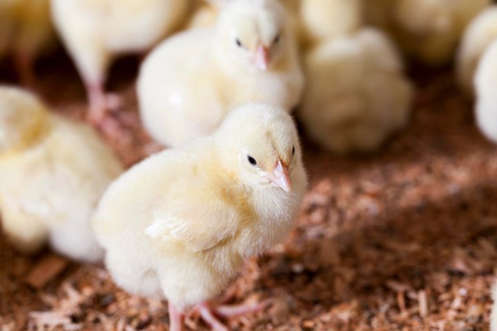 Kyllingerne skal vokse langsommere og have mere plads, ifølge Lagkagehusets nye dyrevelfærdspolitik.