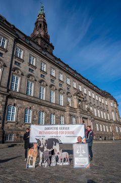 Markering i anledning af, at 40.000 danskere støtter Animas kampagne for, at grov dyremishandling bør skrives ind i straffeloven.