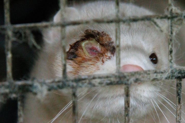 Mink på genåbnet Dansk minkfarm