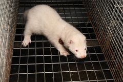 Mink på dansk minkfarm 2025
