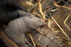 Mink på dansk minkfarm 2025