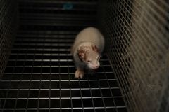 Mink på dansk minkfarm 2025