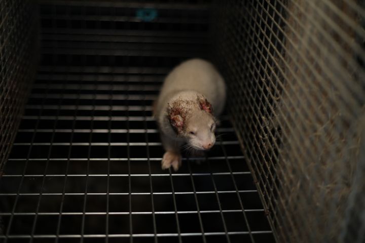 Mink på dansk minkfarm 2025