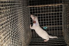 Mink på dansk minkfarm 2025