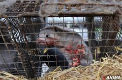 Mink på dansk minkfarm