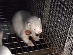 Mink med sår på dansk minkfarm juni 2025