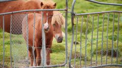 Et føl på en islandsk blodfarm. Ofte bliver hopper og føl adskilt fra hinanden