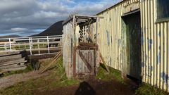 En såkaldt blodboks, hvor drægtige hopper får tappet blod på islandske blodfarme