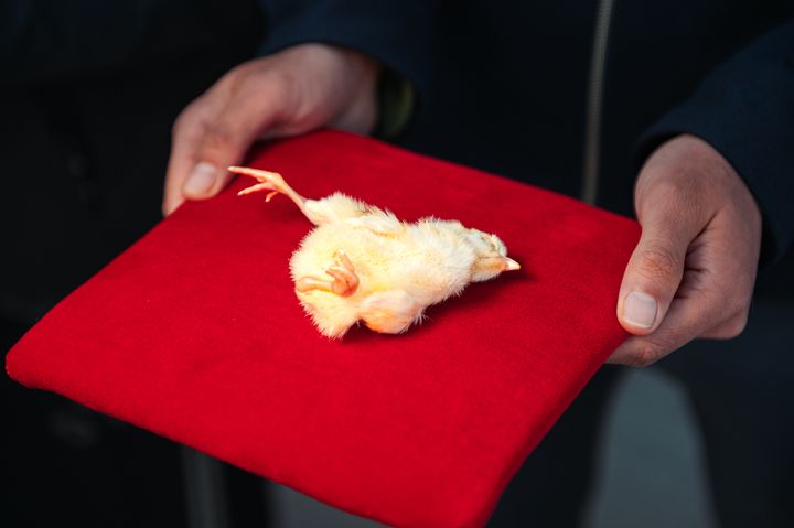 Dyreværnsorganisationen Anima viser en død hanekylling frem til en demonstration foran Christiansborg i 2023.