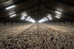 Turbokyllinger i stald