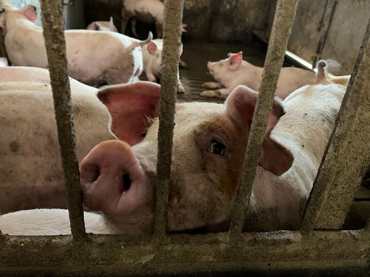 Grise på dansk grisefabrik