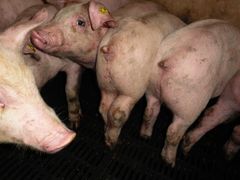 Halekuperede grise 2012